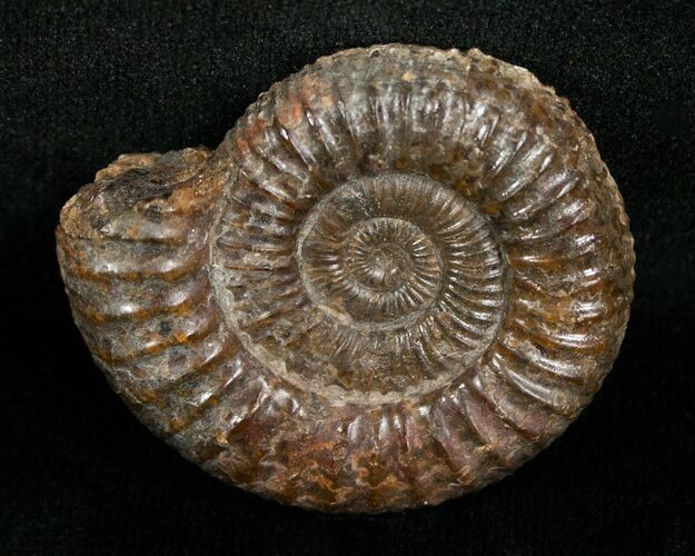 / Inch Dactylioceras Ammonite #5031